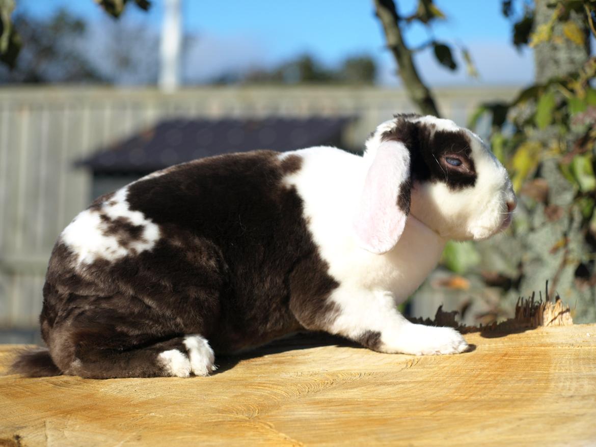 Kanin | Fonzi's Diva billede 1