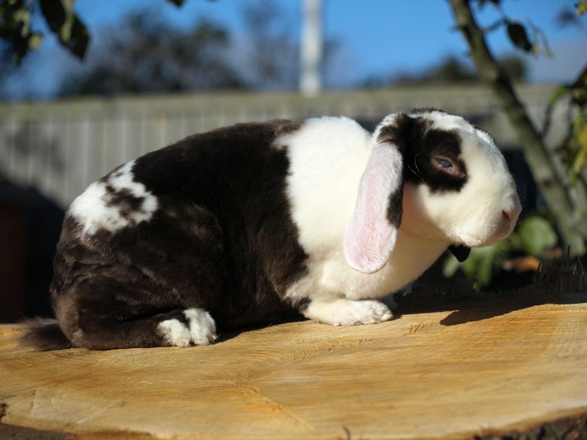 Kanin | Fonzi's Diva billede 3