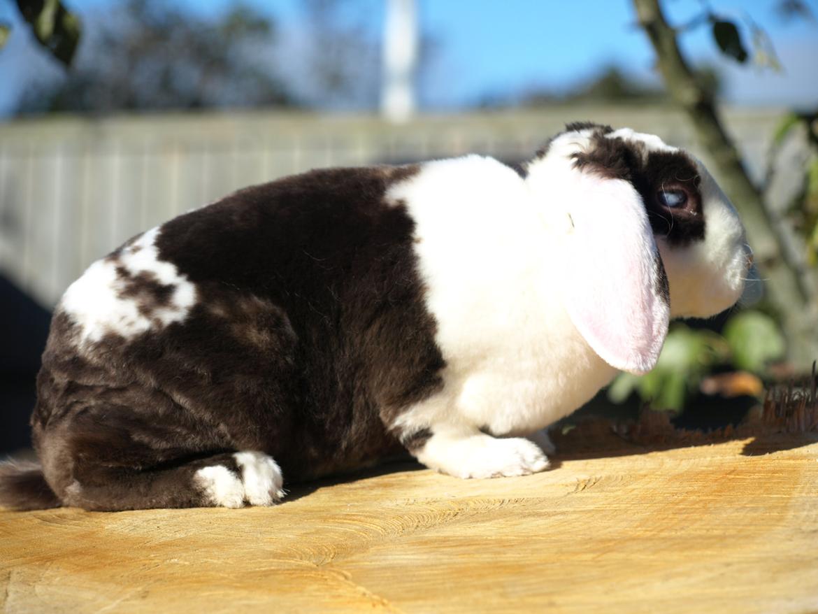 Kanin | Fonzi's Diva billede 4