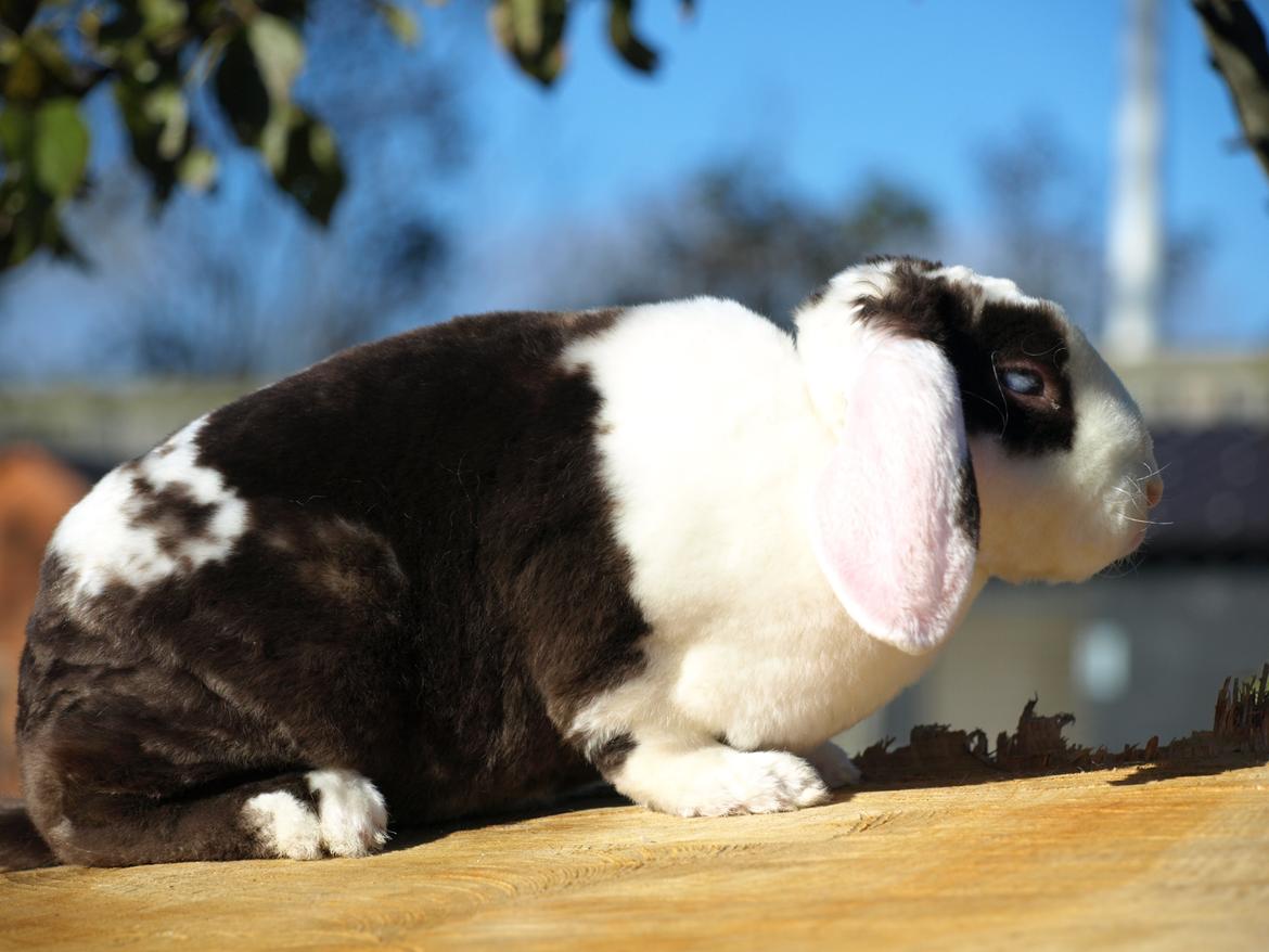 Kanin | Fonzi's Diva billede 5