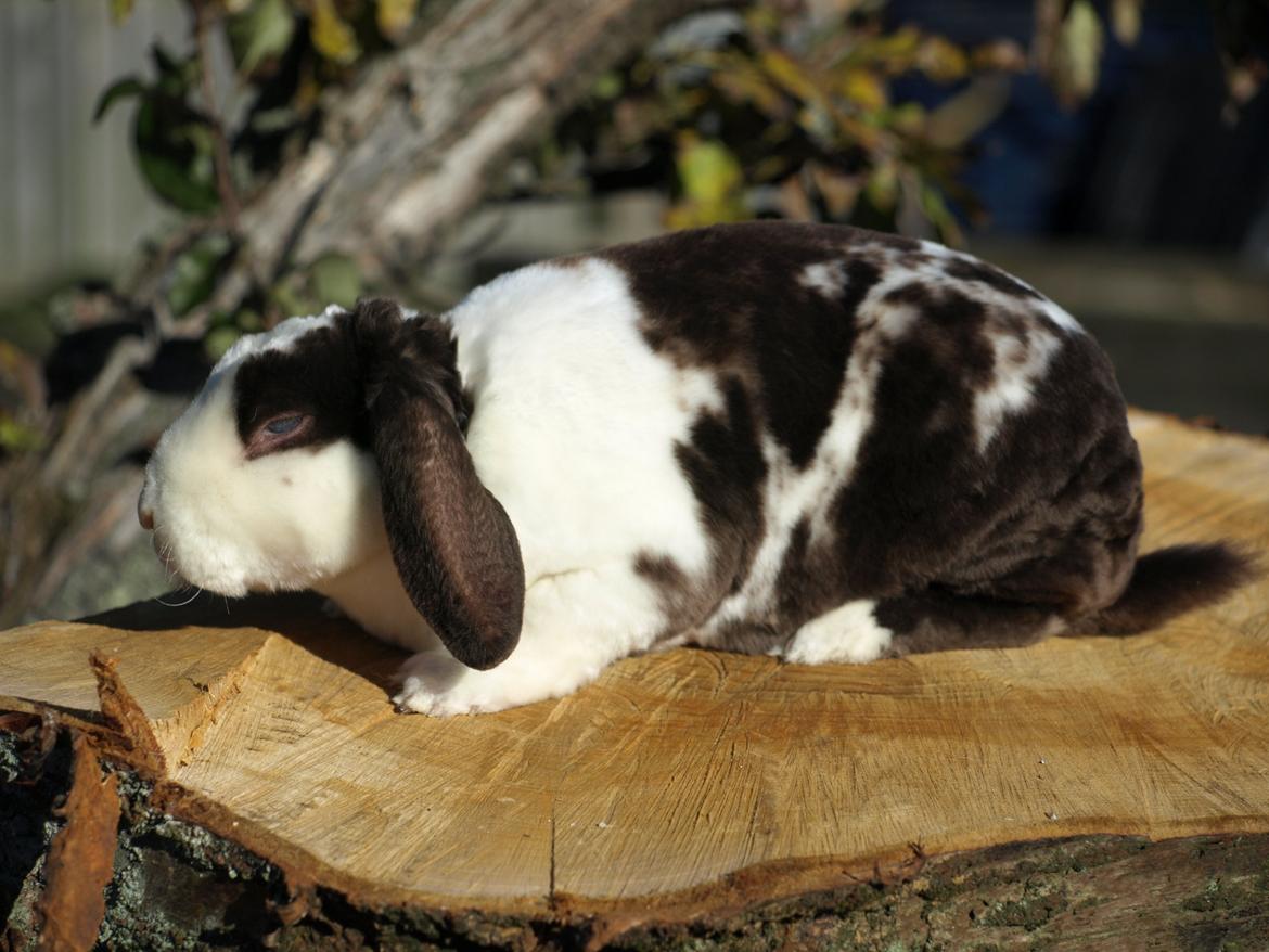 Kanin | Fonzi's Diva billede 6