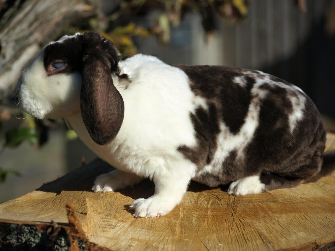 Kanin | Fonzi's Diva billede 7