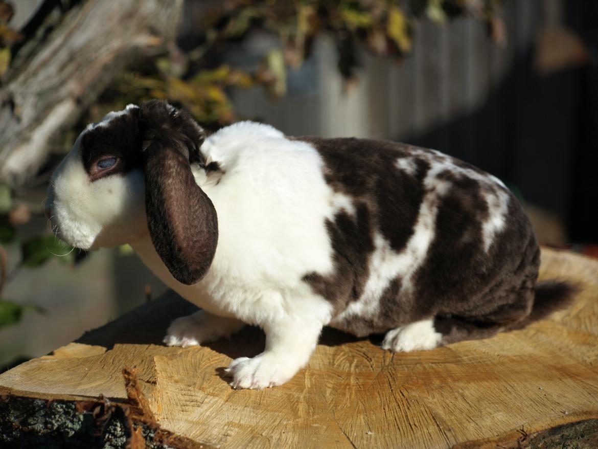 Kanin | Fonzi's Diva billede 8