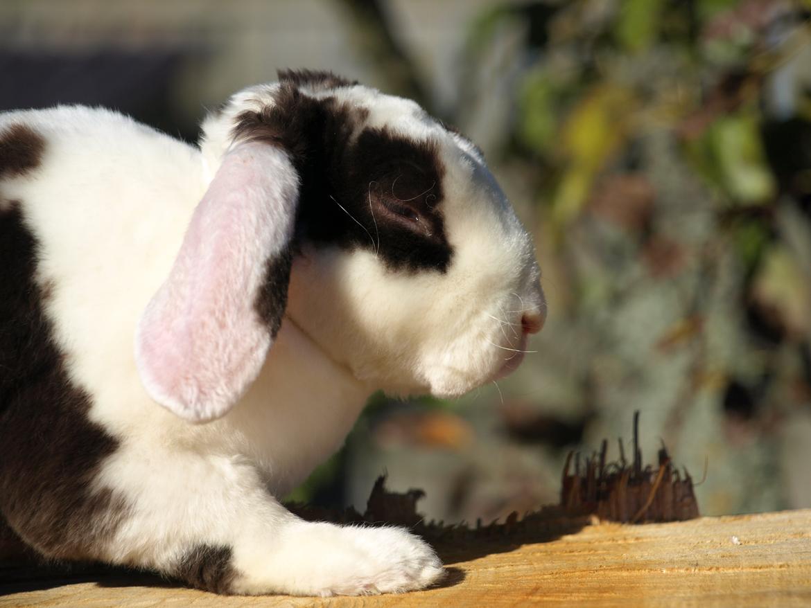 Kanin | Fonzi's Diva billede 2