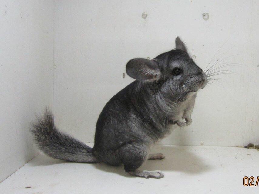 Chinchilla JHP's Rita billede 1