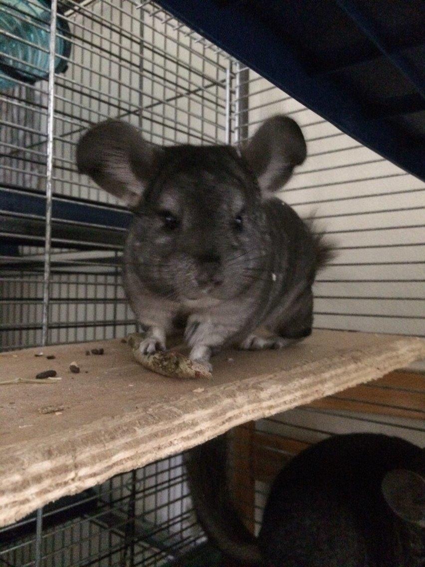 Chinchilla JHP's Rita billede 3
