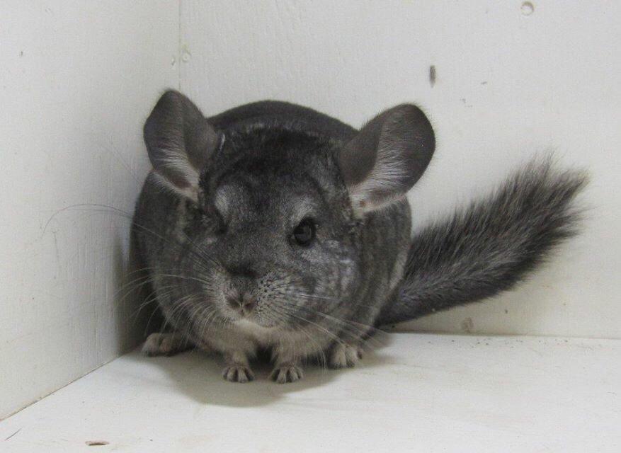 Chinchilla JHP's Rita billede 2