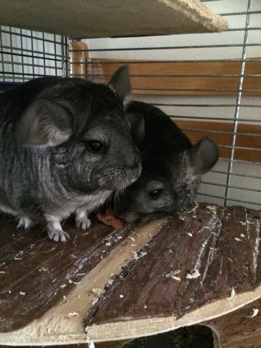 Chinchilla JHP's Rita billede 4