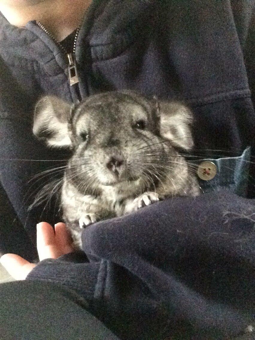 Chinchilla JHP's Rita billede 5
