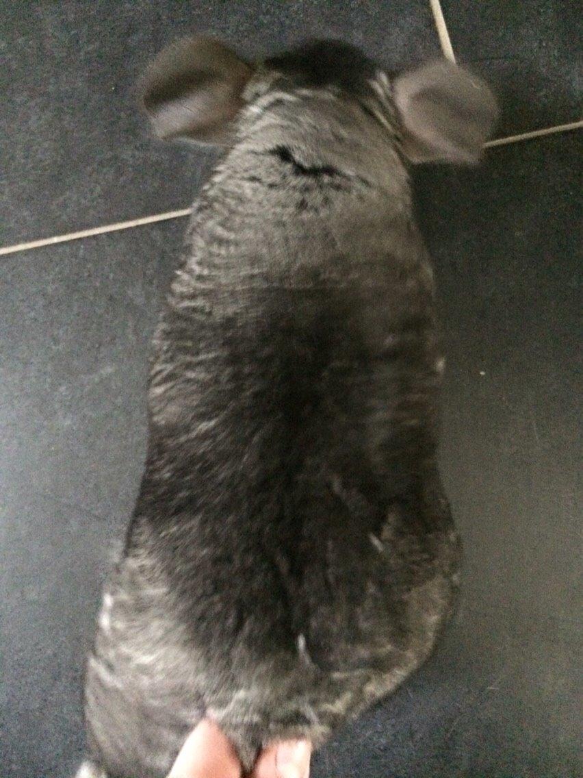 Chinchilla JHP's Rita billede 6