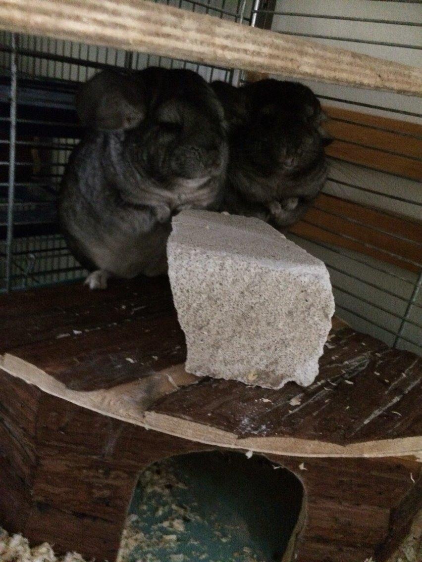 Chinchilla JHP's Rita billede 7