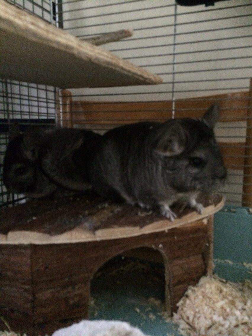 Chinchilla JHP's Rita billede 9