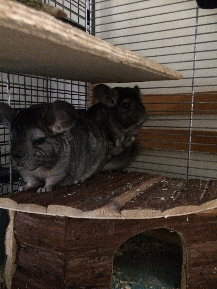 Chinchilla JHP's Rita billede 8