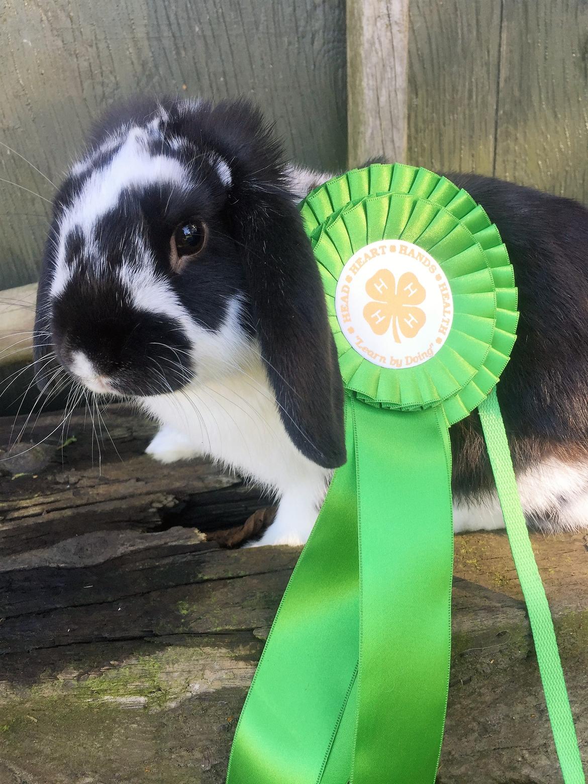 Kanin Wedervangs Acacia Kawasaki billede 2