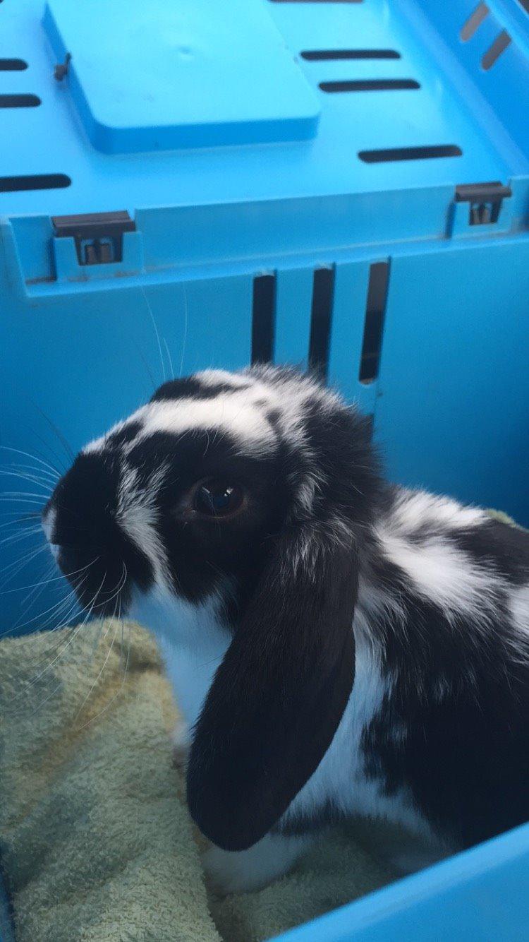 Kanin Wedervangs Acacia Kawasaki billede 8