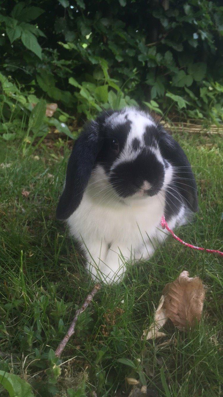 Kanin Wedervangs Acacia Kawasaki billede 11