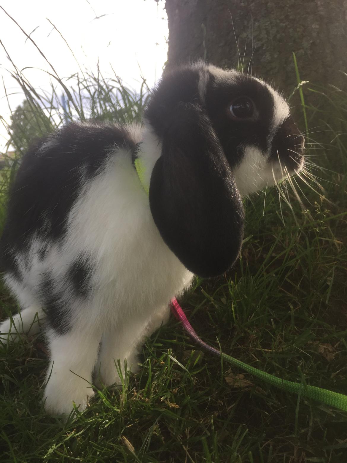 Kanin Wedervangs Acacia Kawasaki billede 12