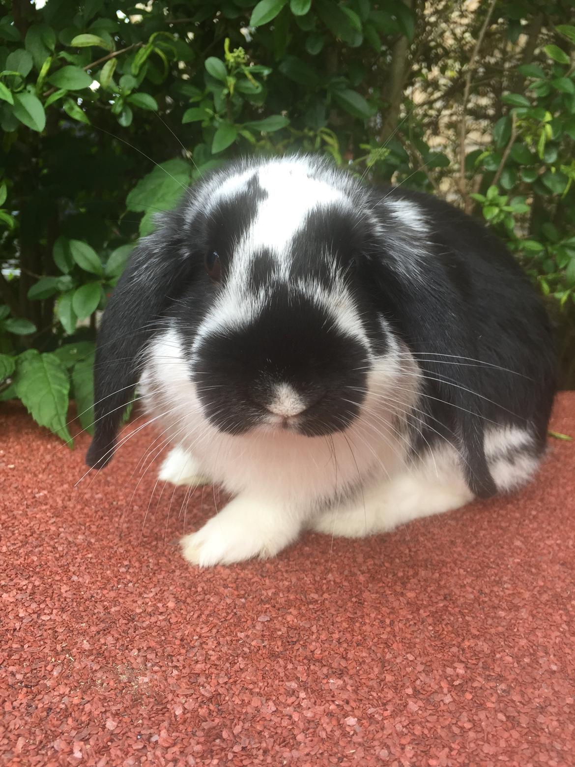 Kanin Wedervangs Acacia Kawasaki billede 14