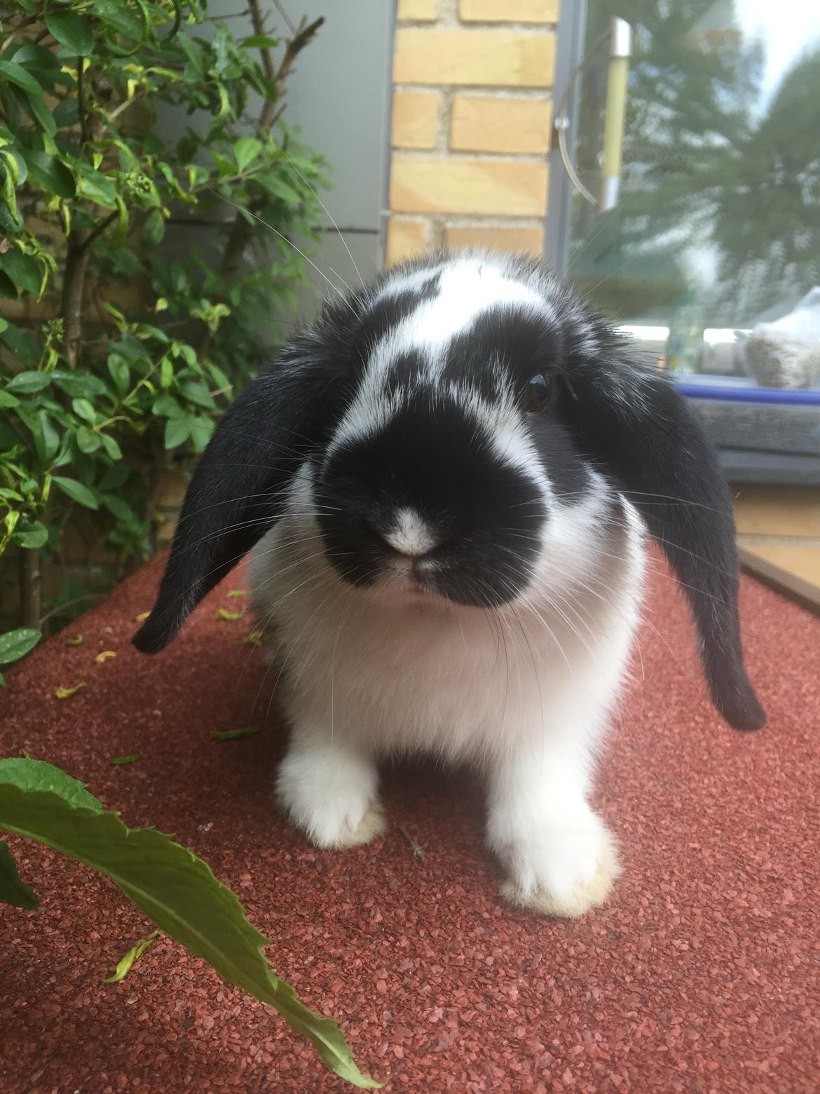 Kanin Wedervangs Acacia Kawasaki billede 9