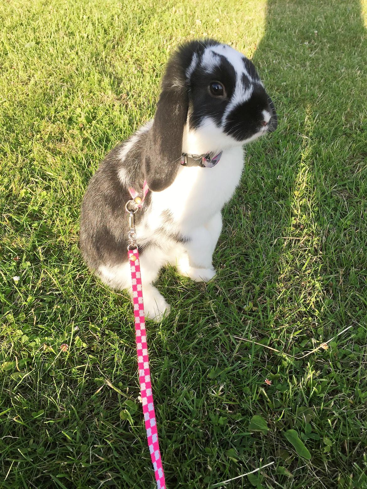 Kanin Wedervangs Acacia Kawasaki billede 13