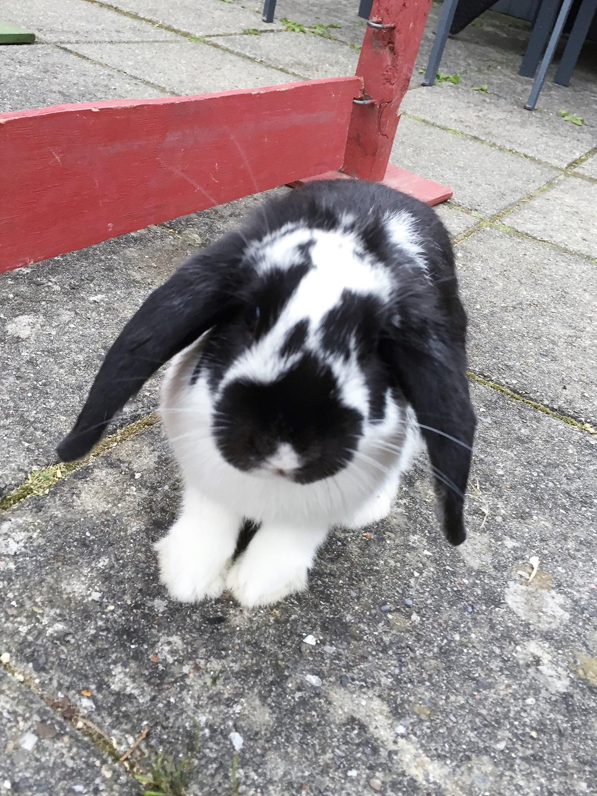 Kanin Wedervangs Acacia Kawasaki billede 7