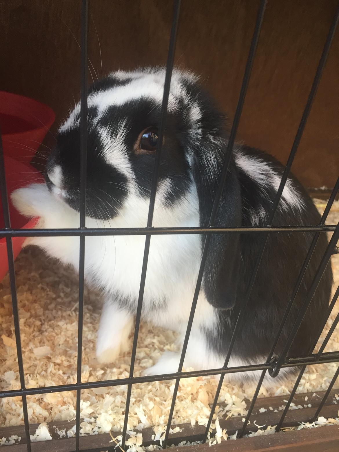 Kanin Wedervangs Acacia Kawasaki billede 10