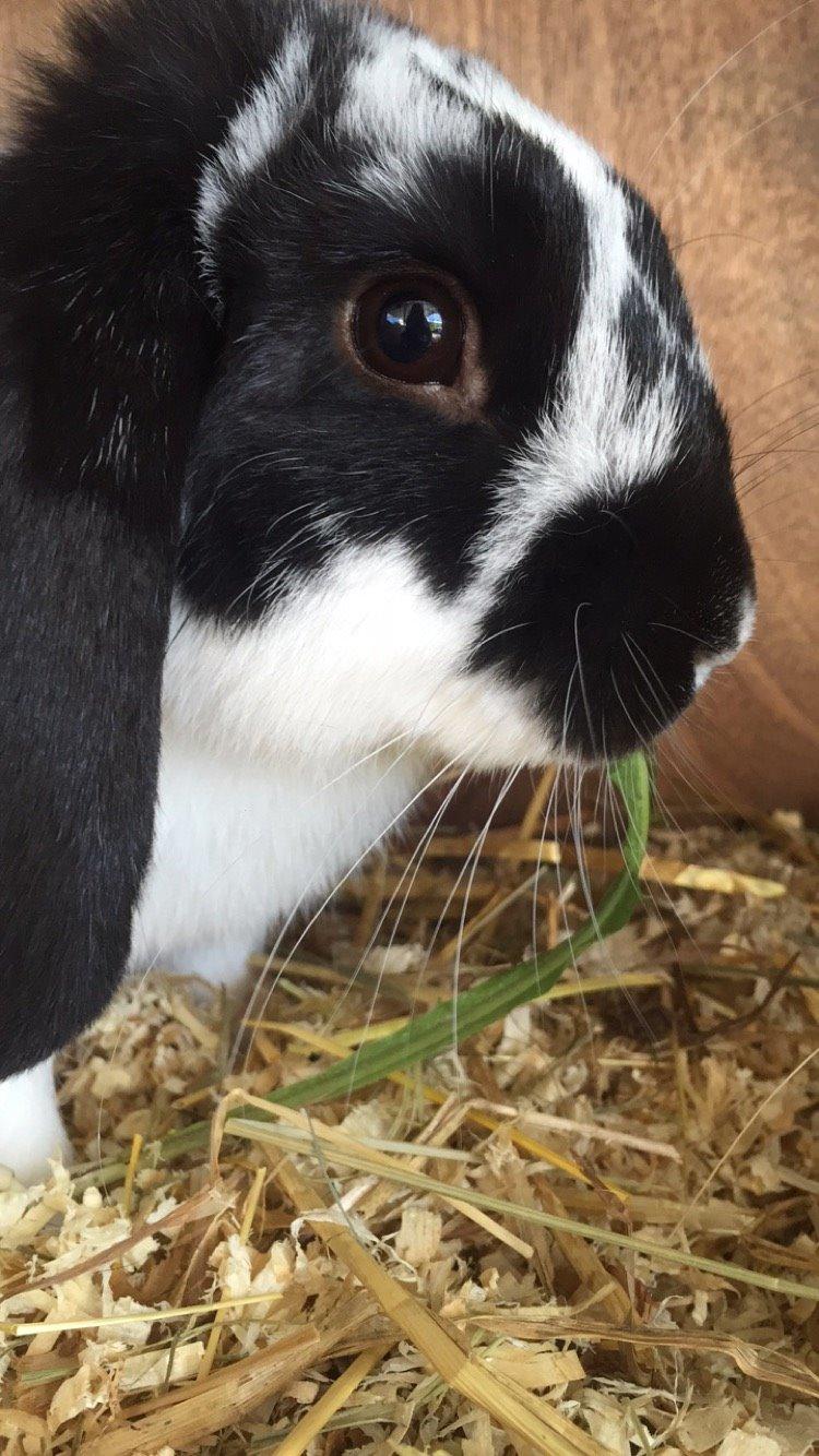 Kanin Wedervangs Acacia Kawasaki billede 15