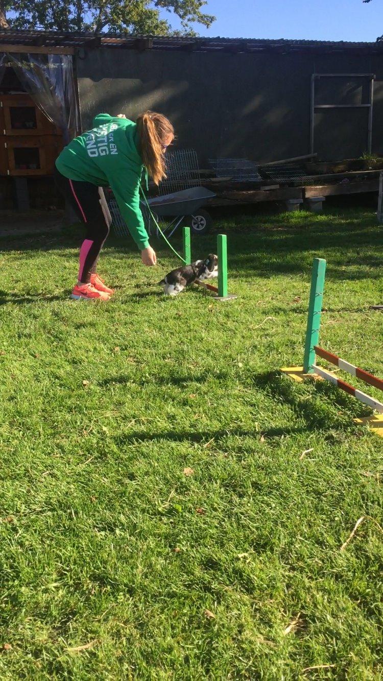 Kanin Wedervangs Acacia Kawasaki billede 4