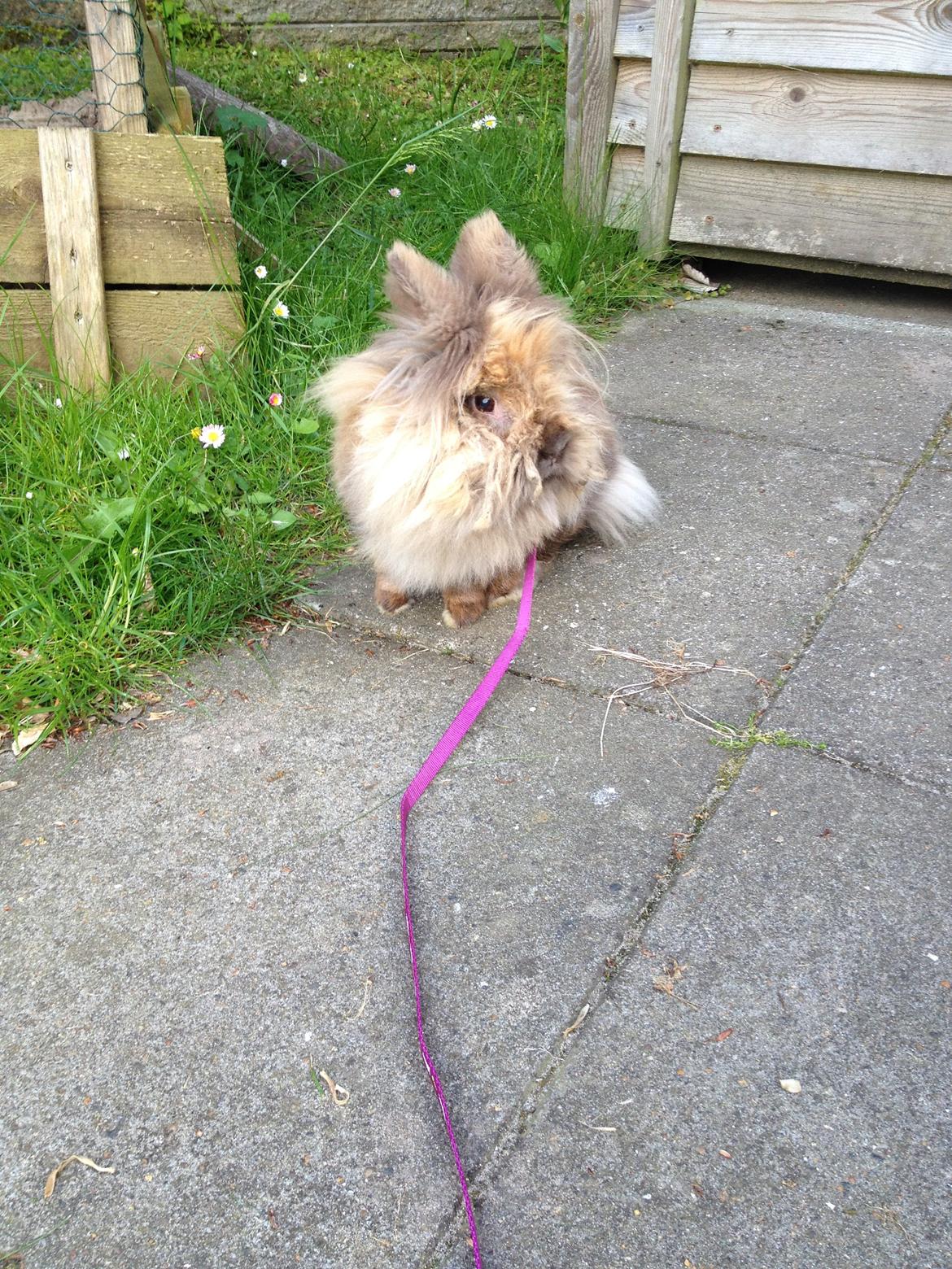 Kanin Nina billede 1