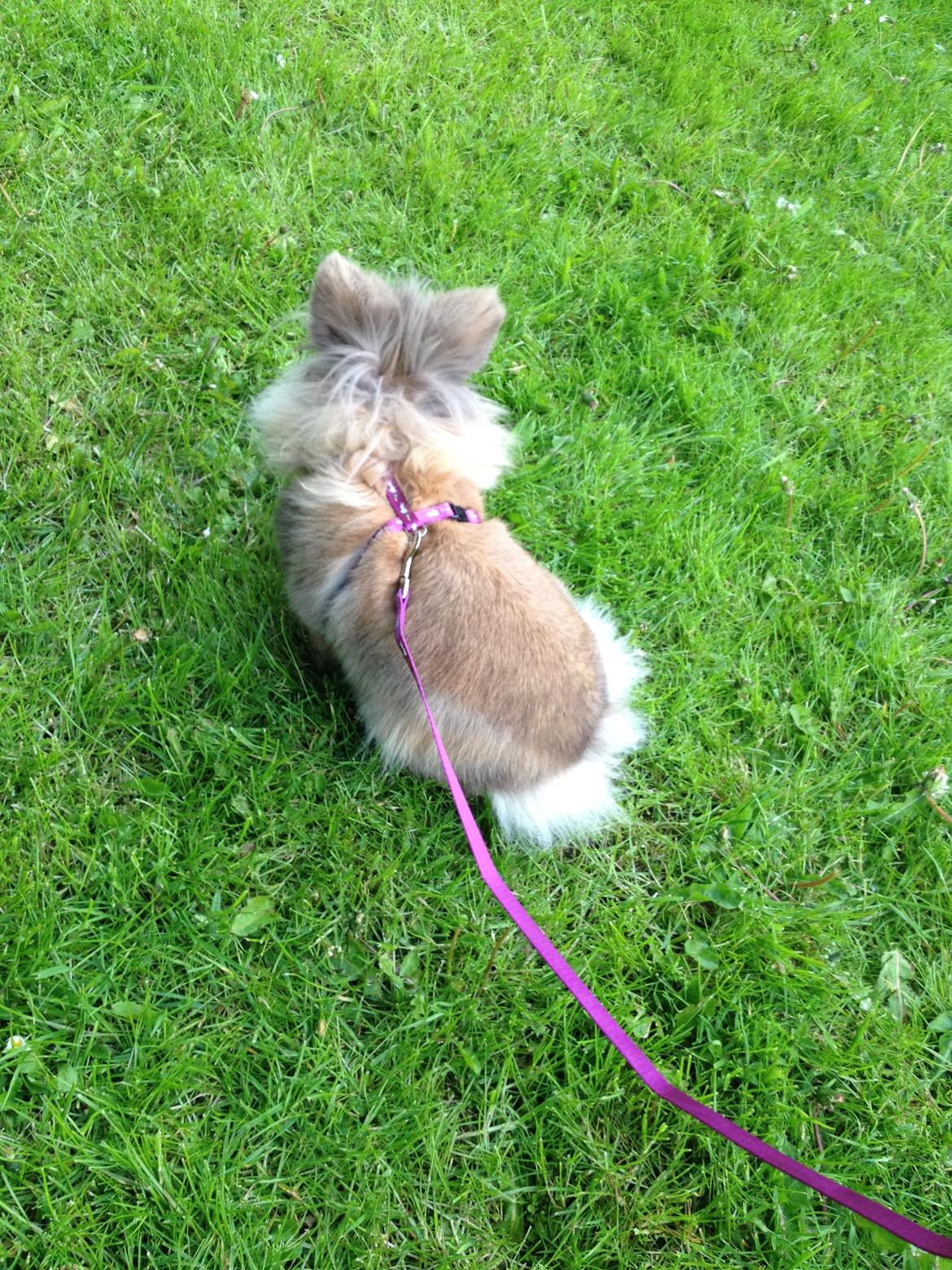 Kanin Nina billede 2