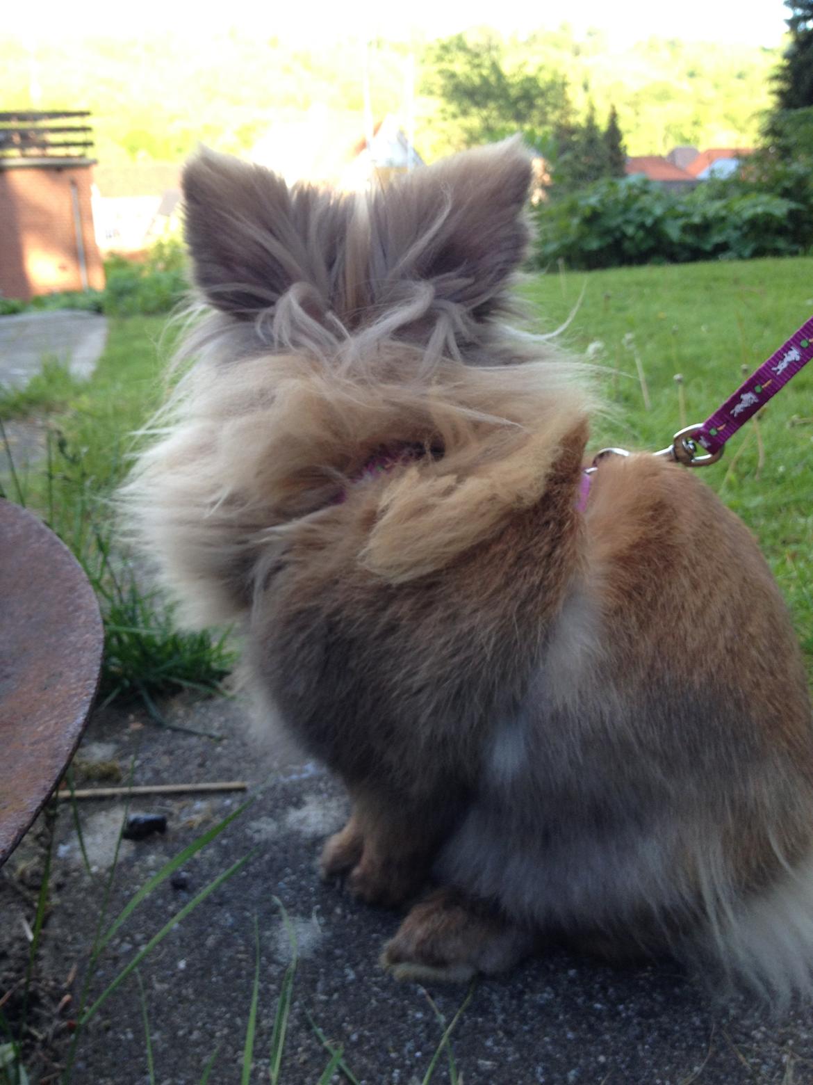 Kanin Nina billede 3