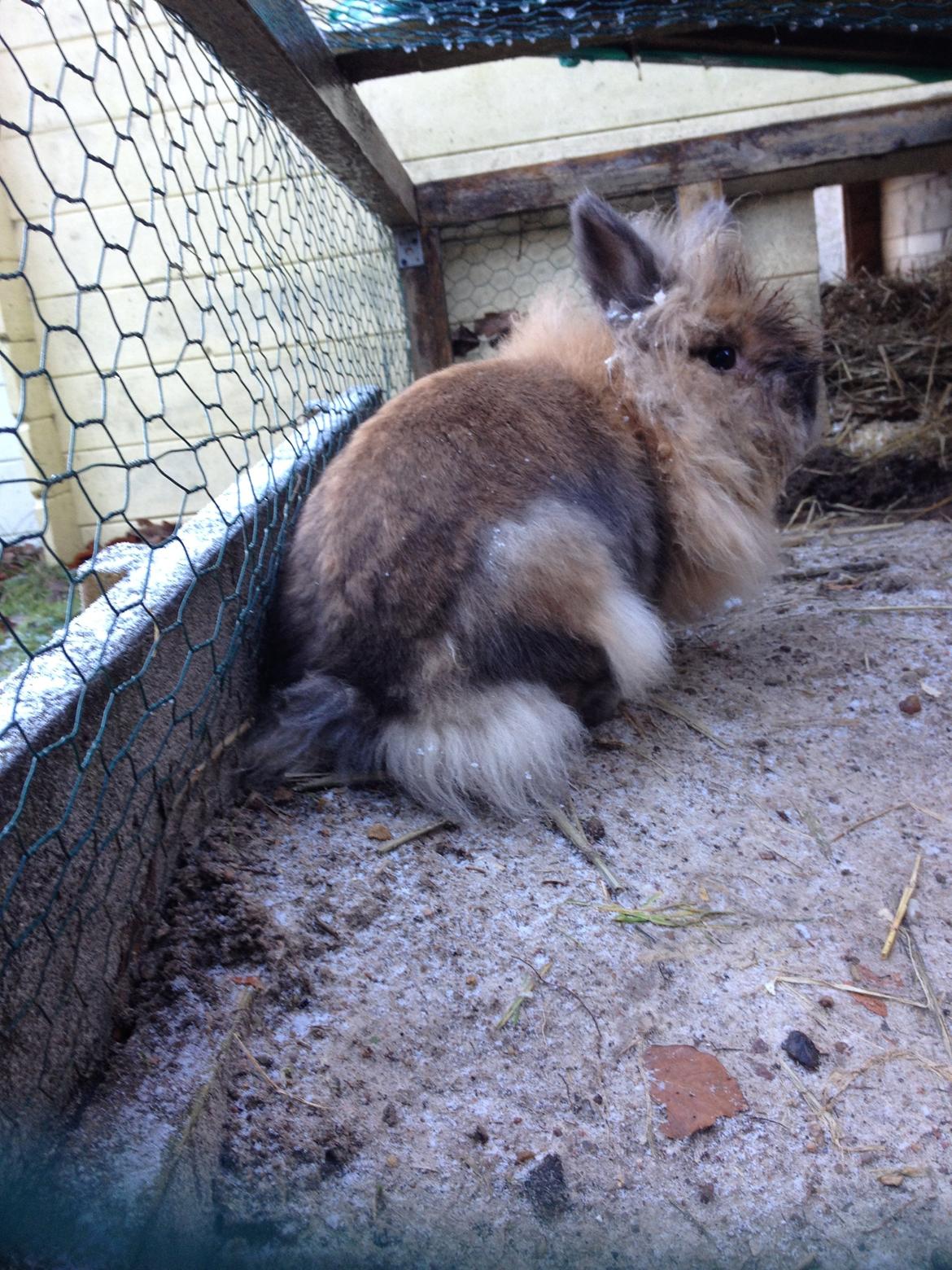 Kanin Nina billede 4