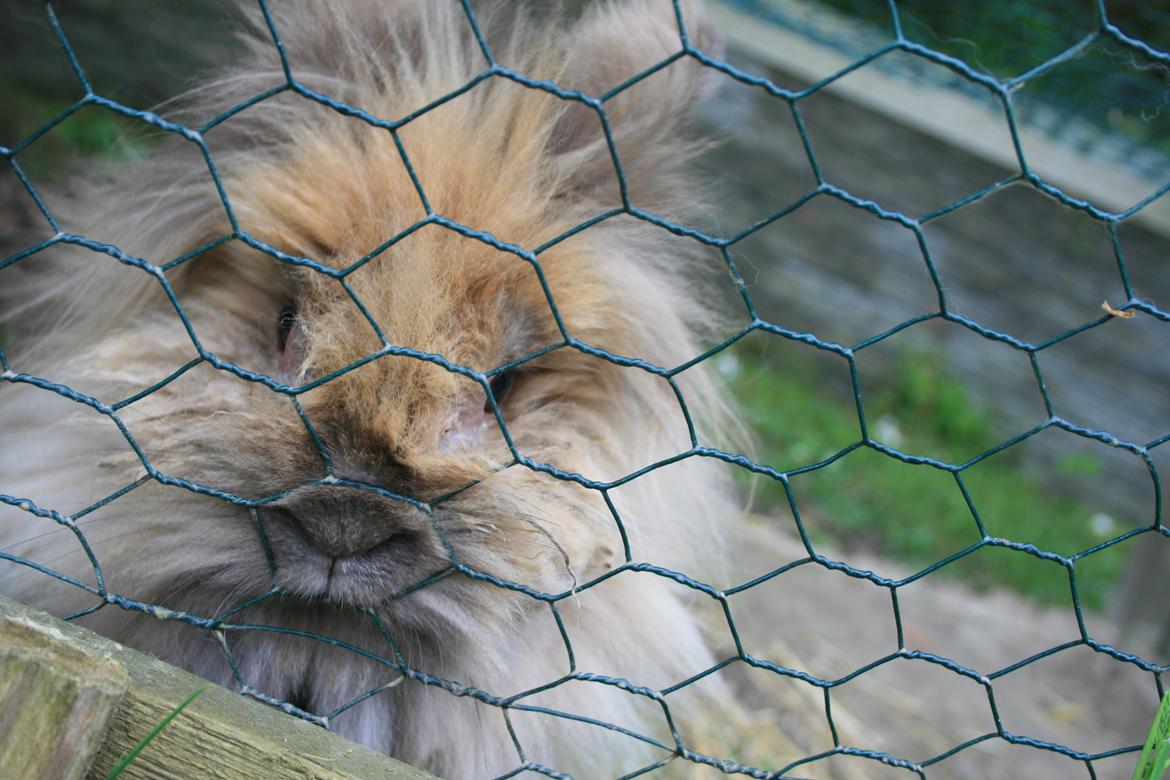 Kanin Nina billede 5