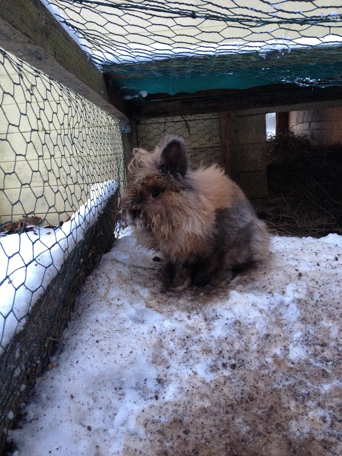 Kanin Nina billede 6