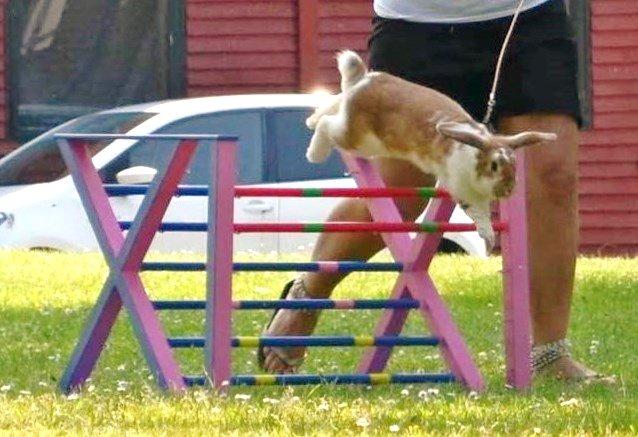 Kanin Hønsehusets Bibi Bine billede 9