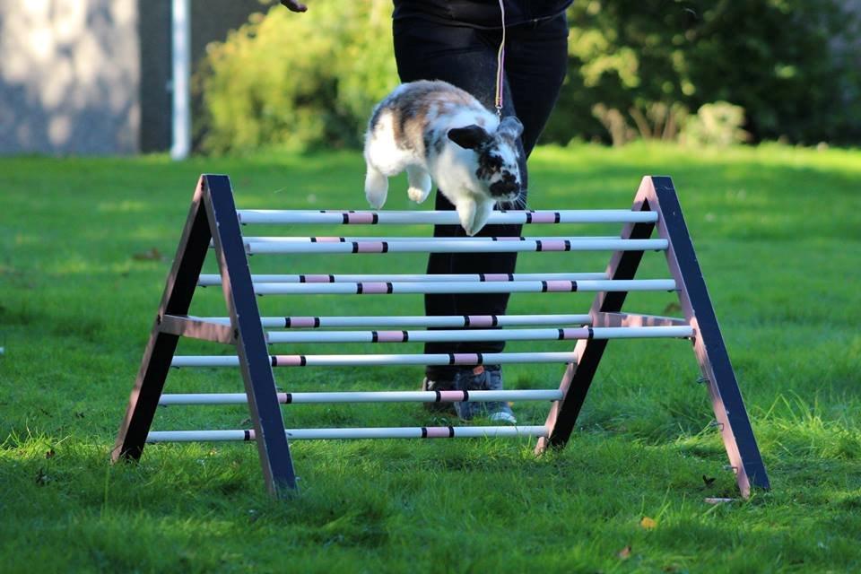 Kanin Taharas Farida Mugisha billede 1