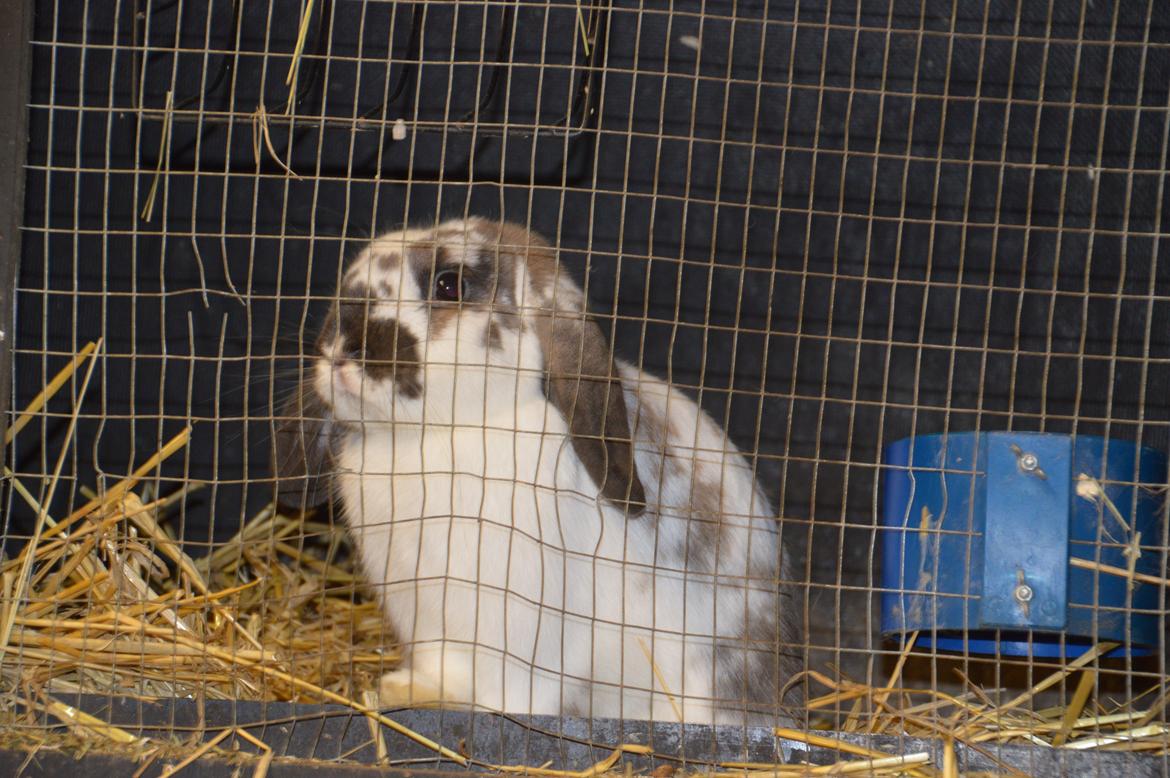 Kanin Taharas Farida Mugisha billede 4