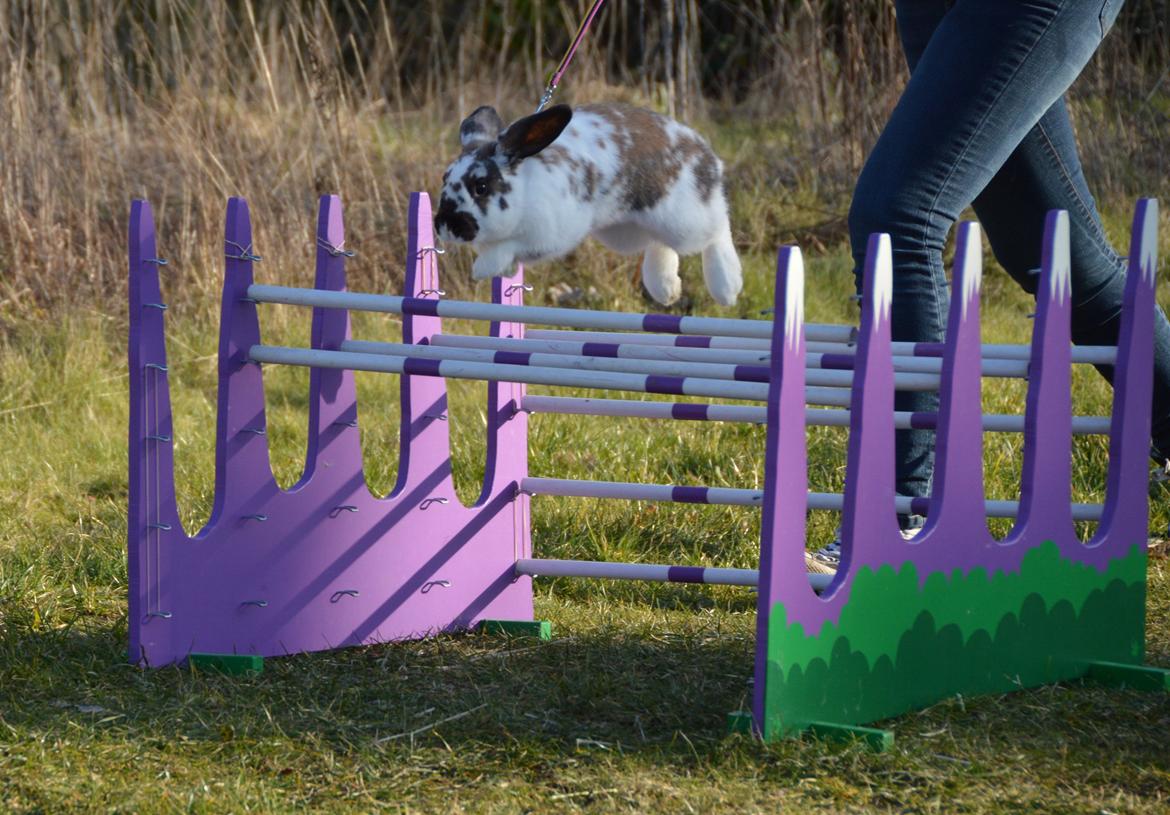 Kanin Taharas Farida Mugisha billede 5