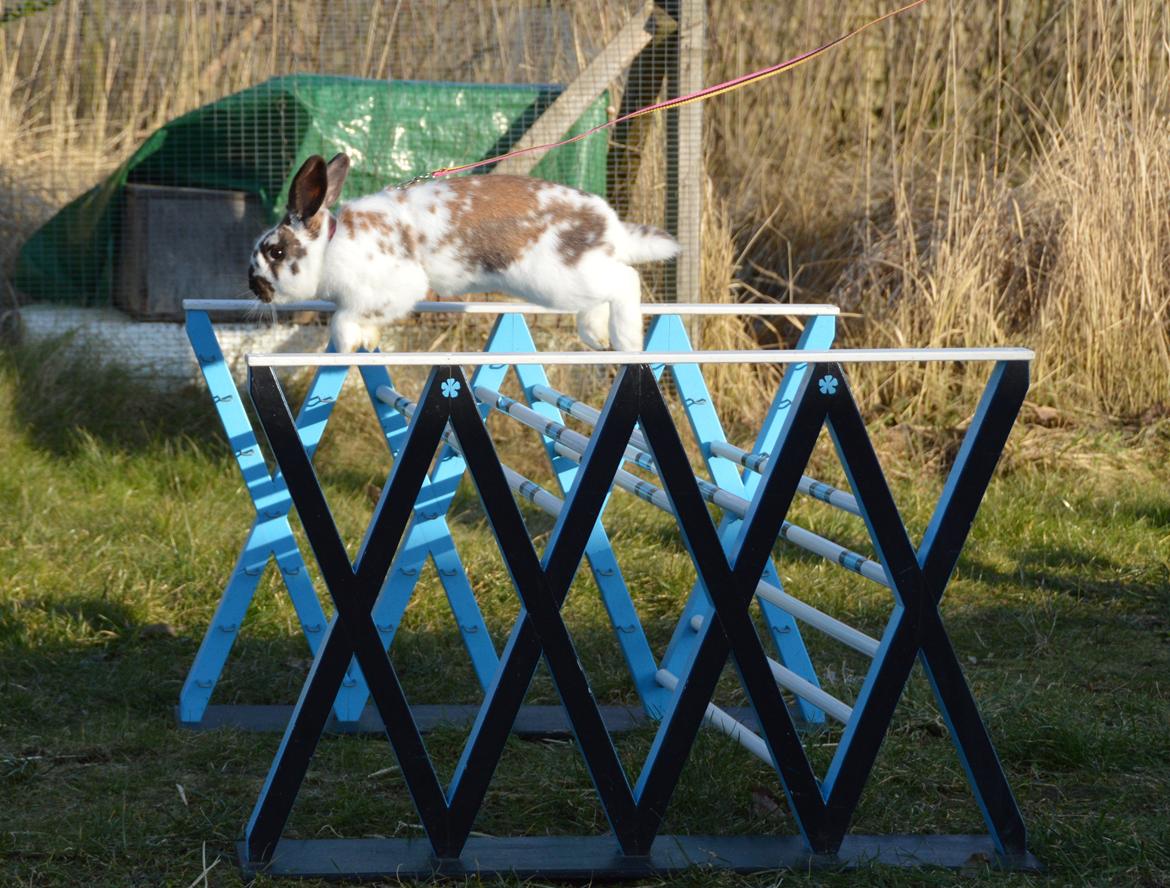 Kanin Taharas Farida Mugisha billede 6