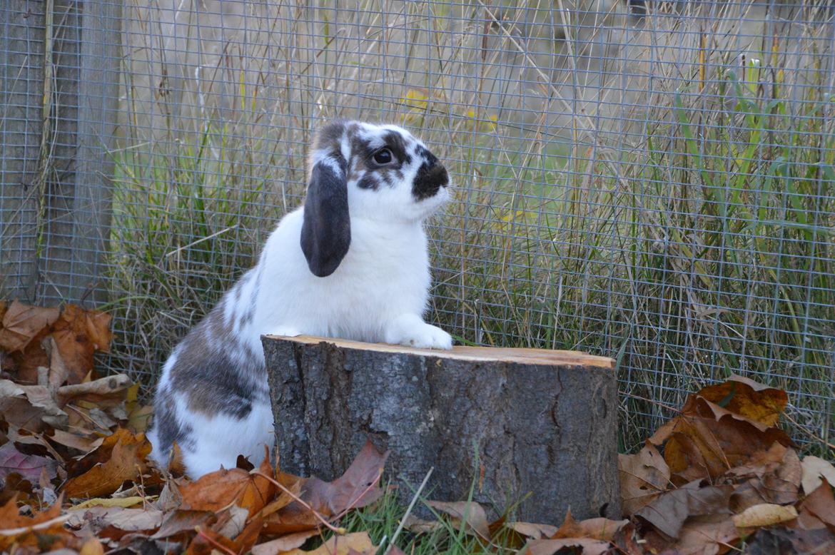 Kanin Taharas Farida Mugisha billede 8