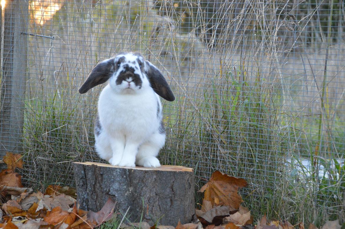 Kanin Taharas Farida Mugisha billede 9