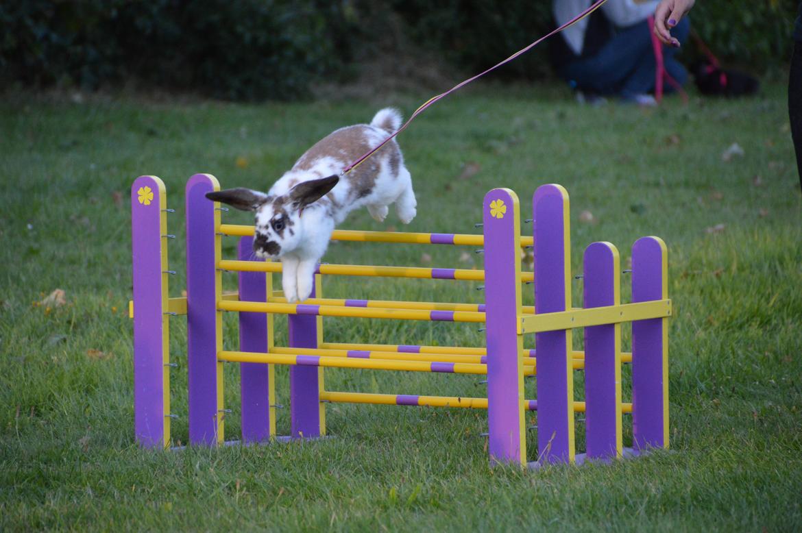 Kanin Taharas Farida Mugisha billede 10