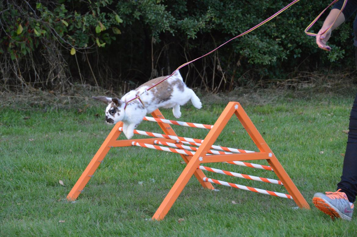 Kanin Taharas Farida Mugisha billede 11