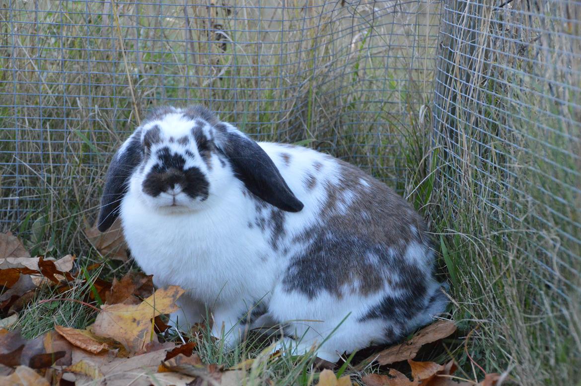 Kanin Taharas Farida Mugisha billede 7