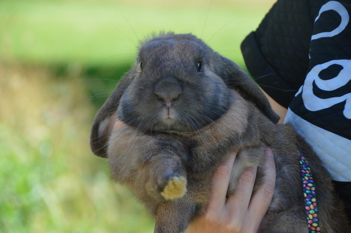 Kanin Eskirs Ziyu Al Yaqoub billede 6