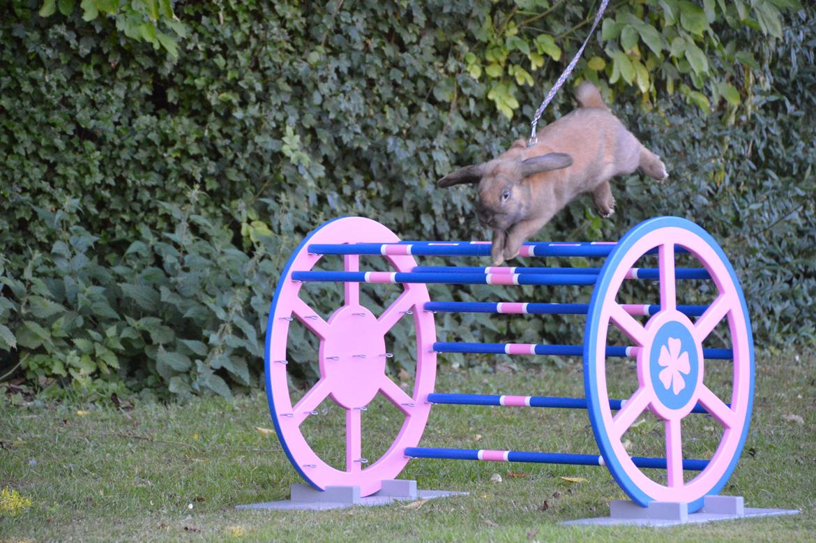 Kanin Eskirs Ziyu Al Yaqoub billede 7