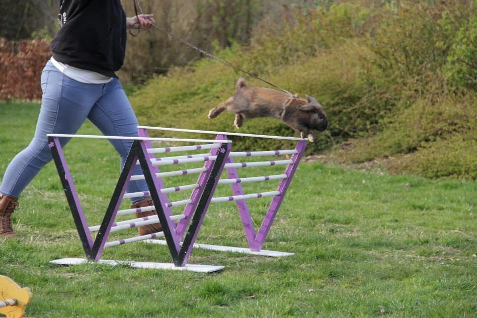 Kanin Eskirs Ziyu Al Yaqoub billede 3