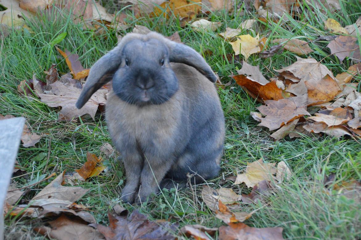 Kanin Eskirs Ziyu Al Yaqoub billede 9
