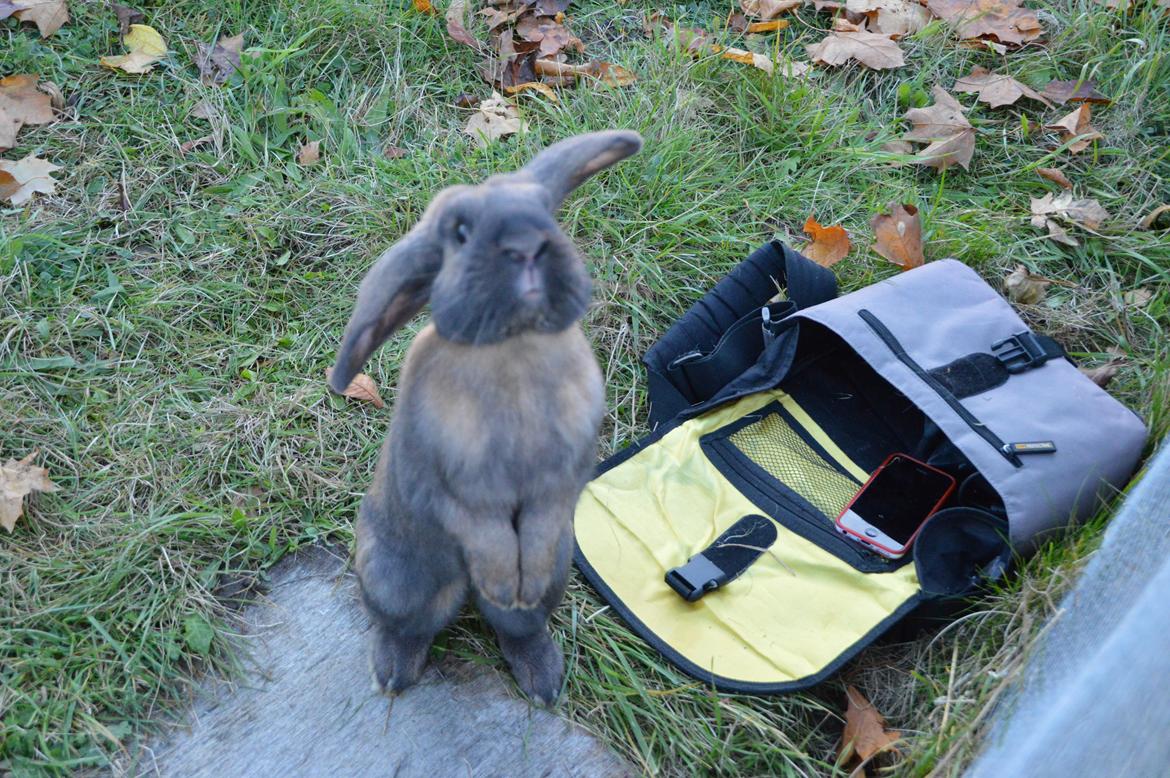 Kanin Eskirs Ziyu Al Yaqoub billede 10