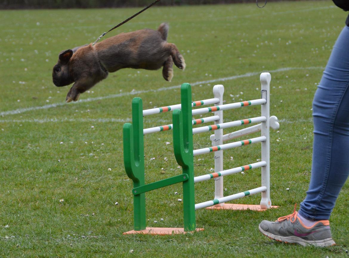 Kanin Eskirs Ziyu Al Yaqoub billede 11